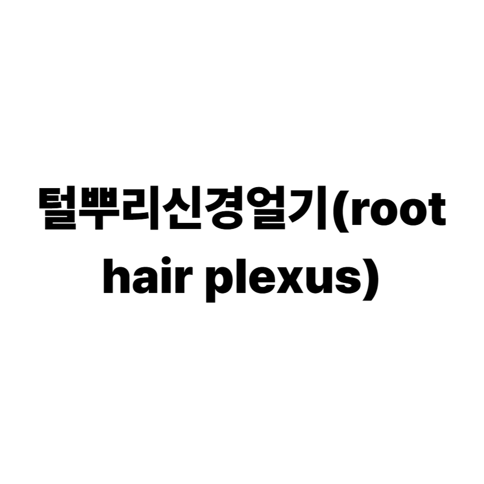털뿌리신경얼기