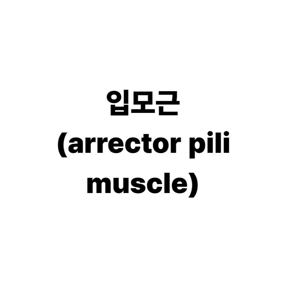 입모근