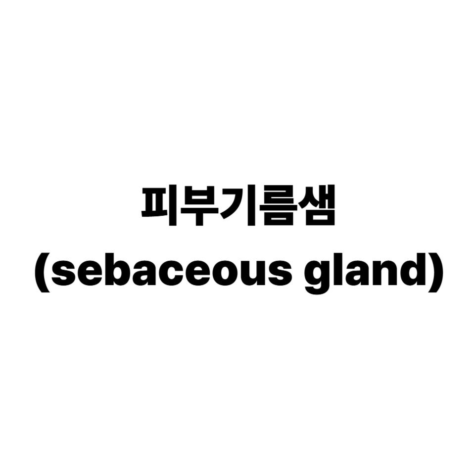 피부 기름샘