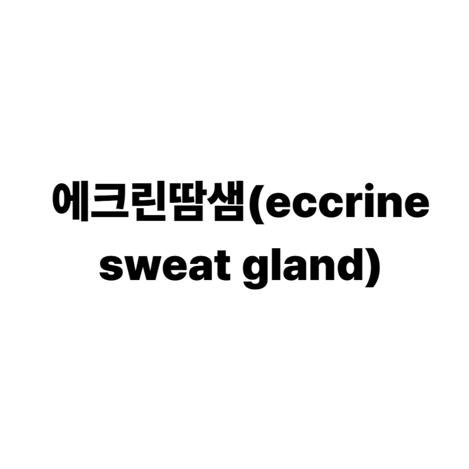 에크린땀샘