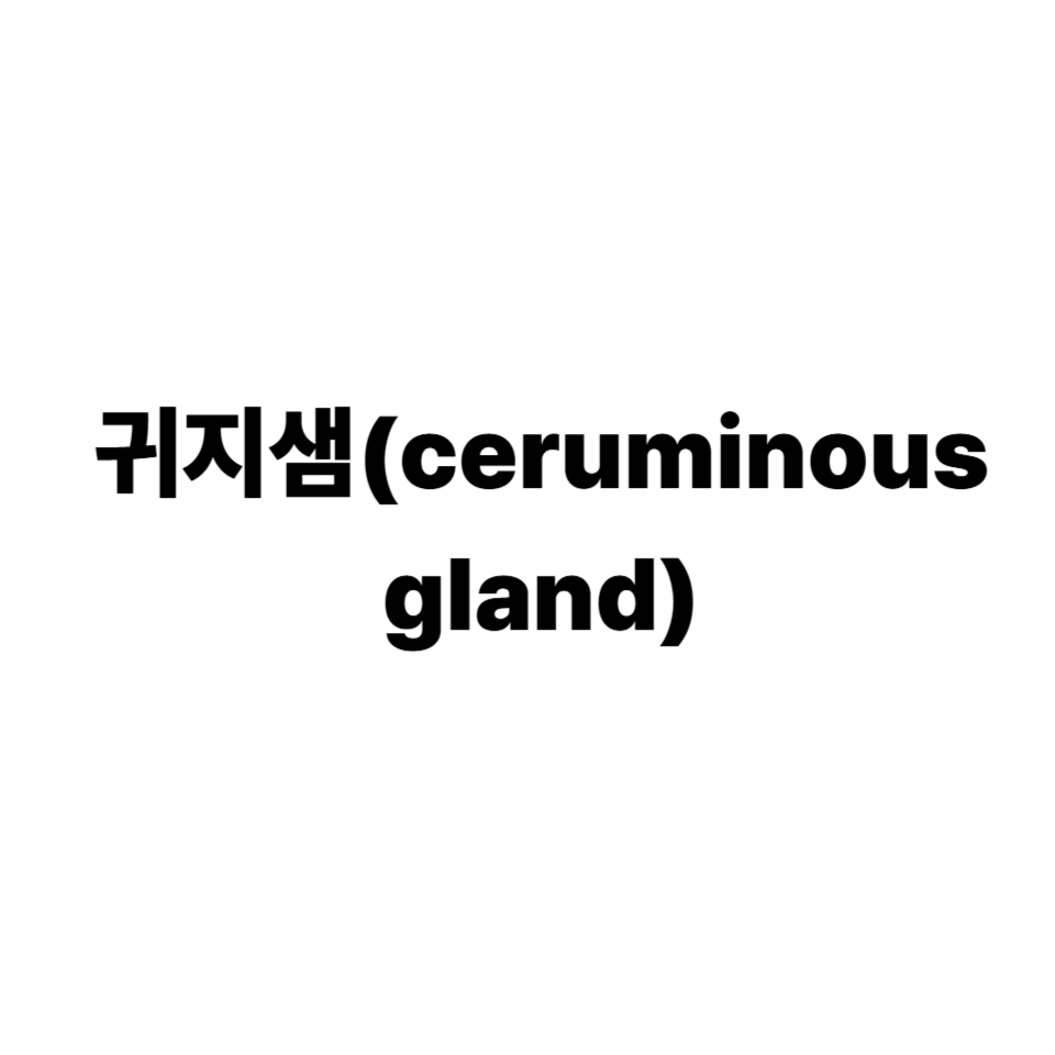 귀지샘