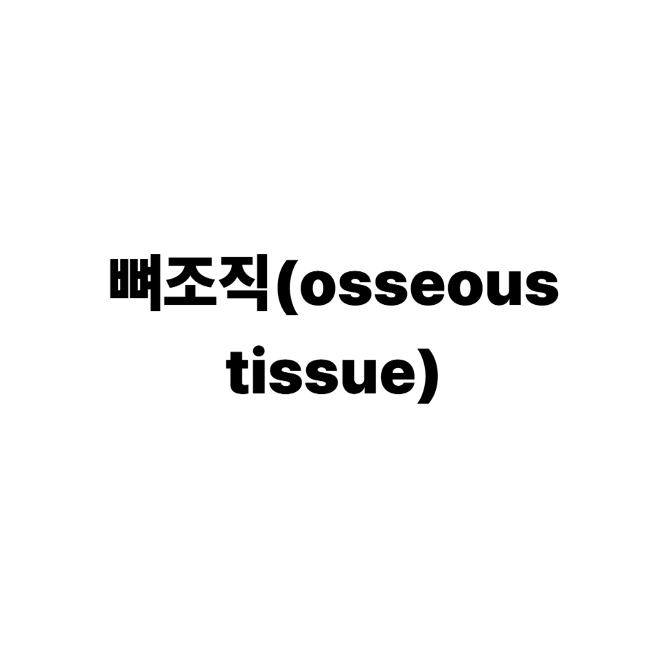 뼈조직