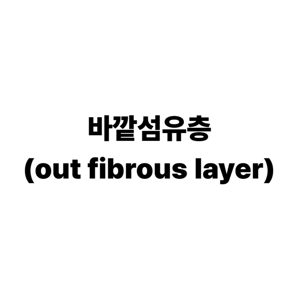 바깥섬유층