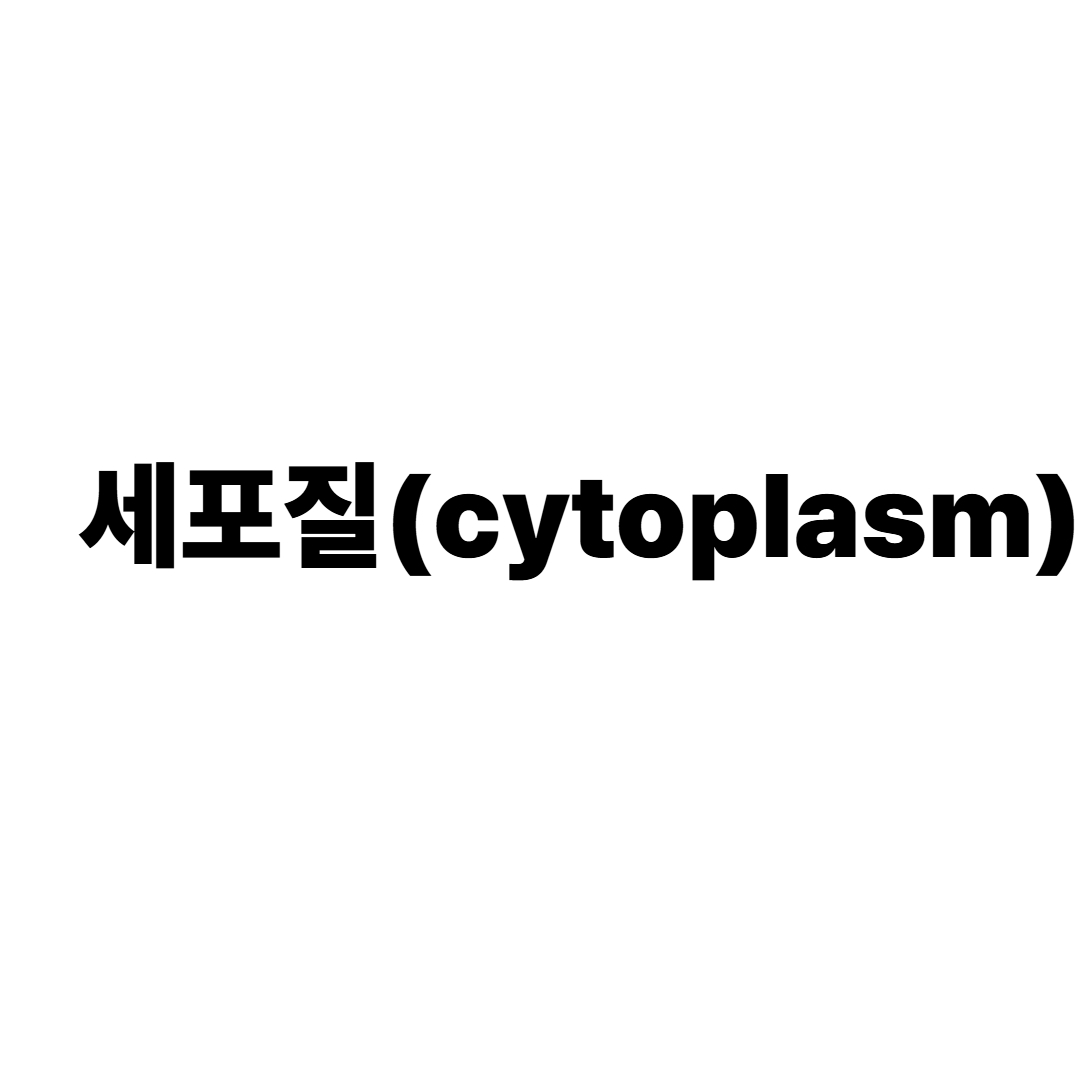 세포질