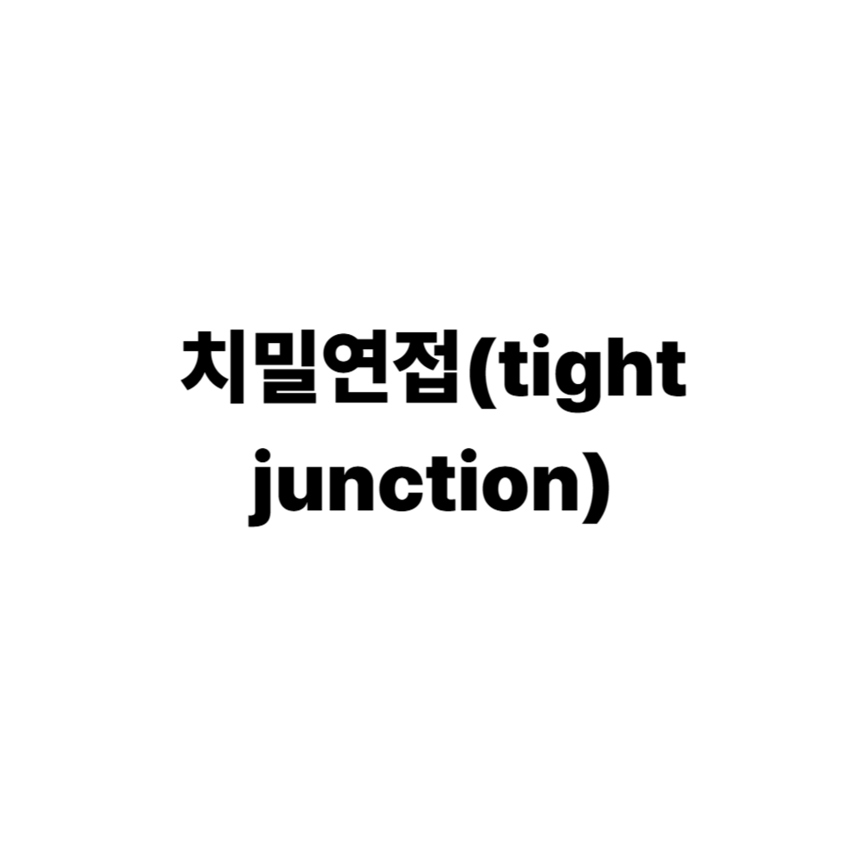 치밀연접