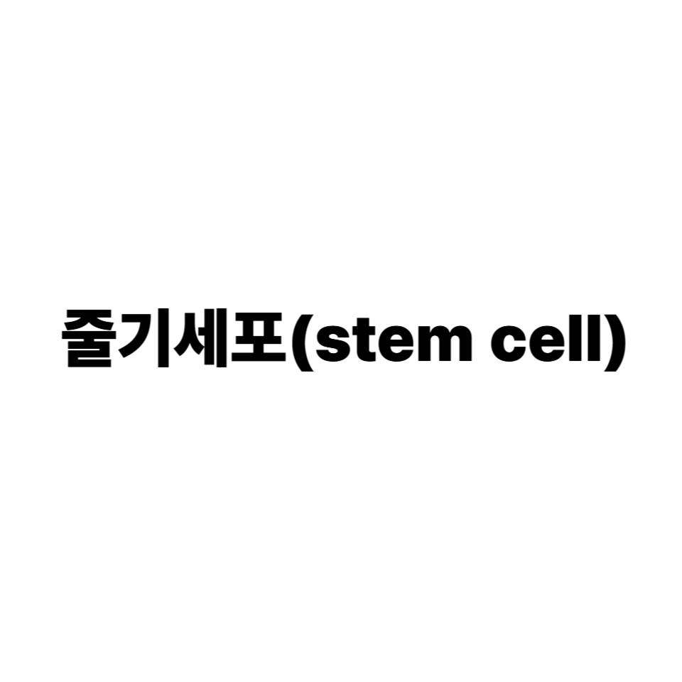 줄기세포