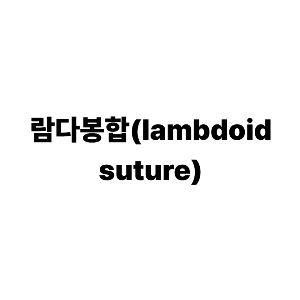 람다봉합(lambdoid suture) 우리 몸의 중요한 연결고리 - 공부하는 장수촌