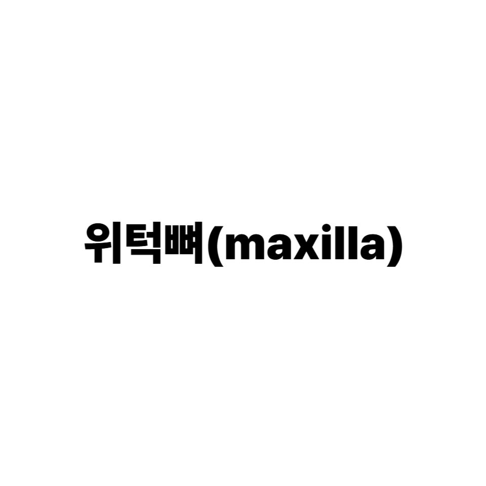 위턱뼈