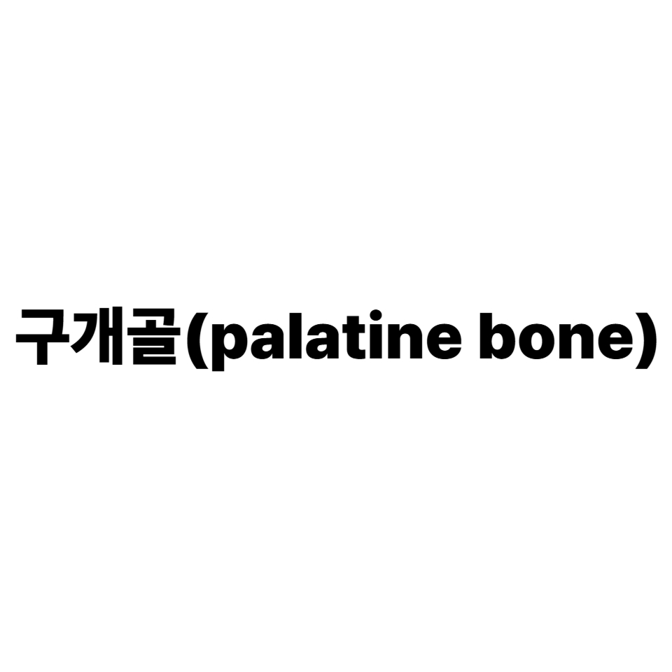 구개골