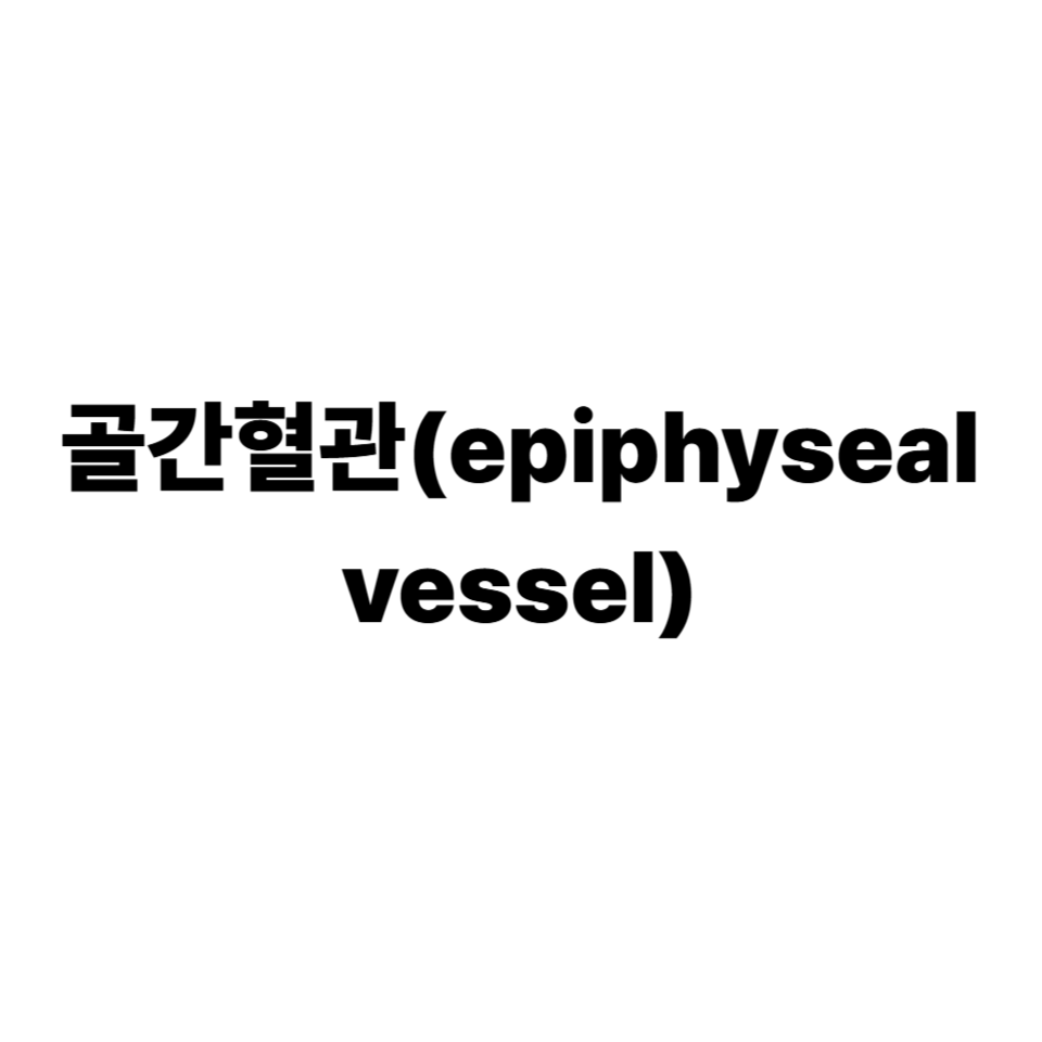 골간혈관