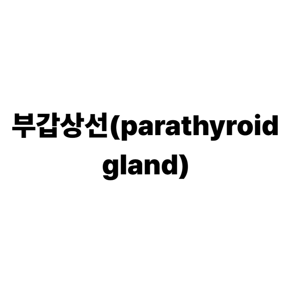 부갑상선
