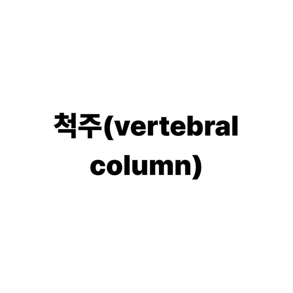 척추