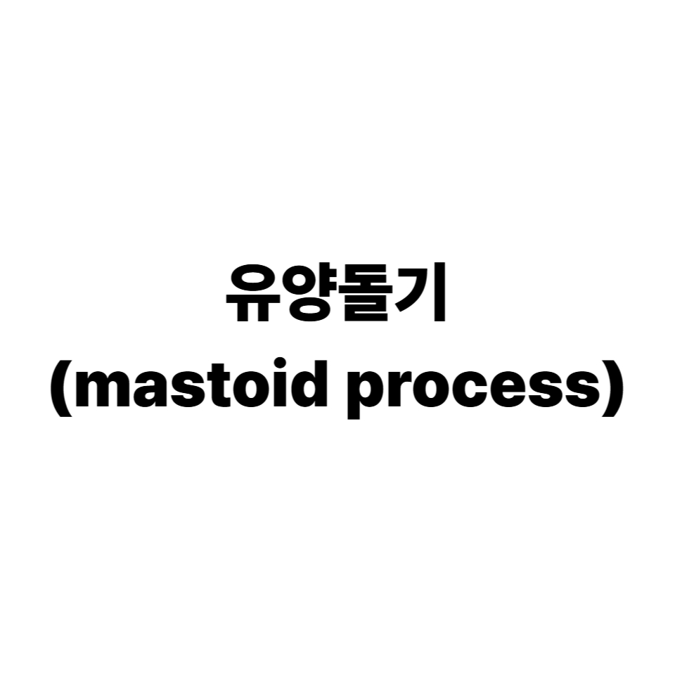 유양돌기