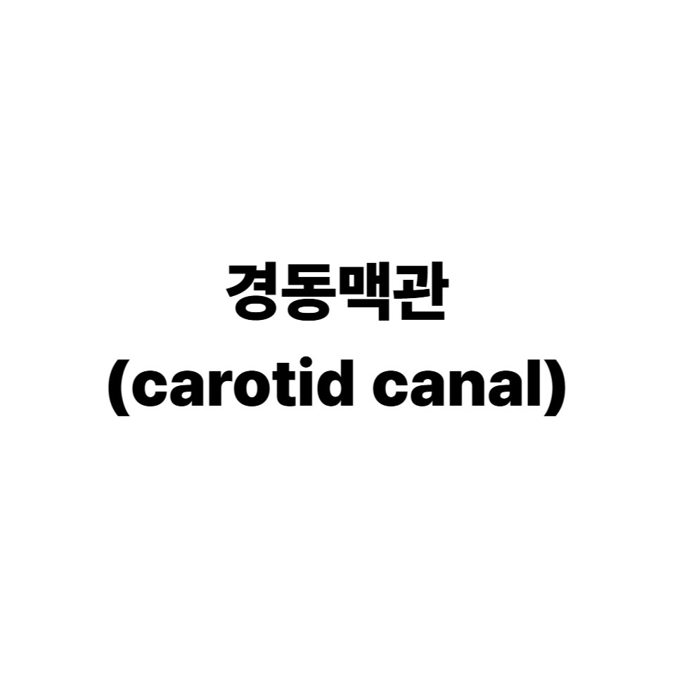 경동맥관