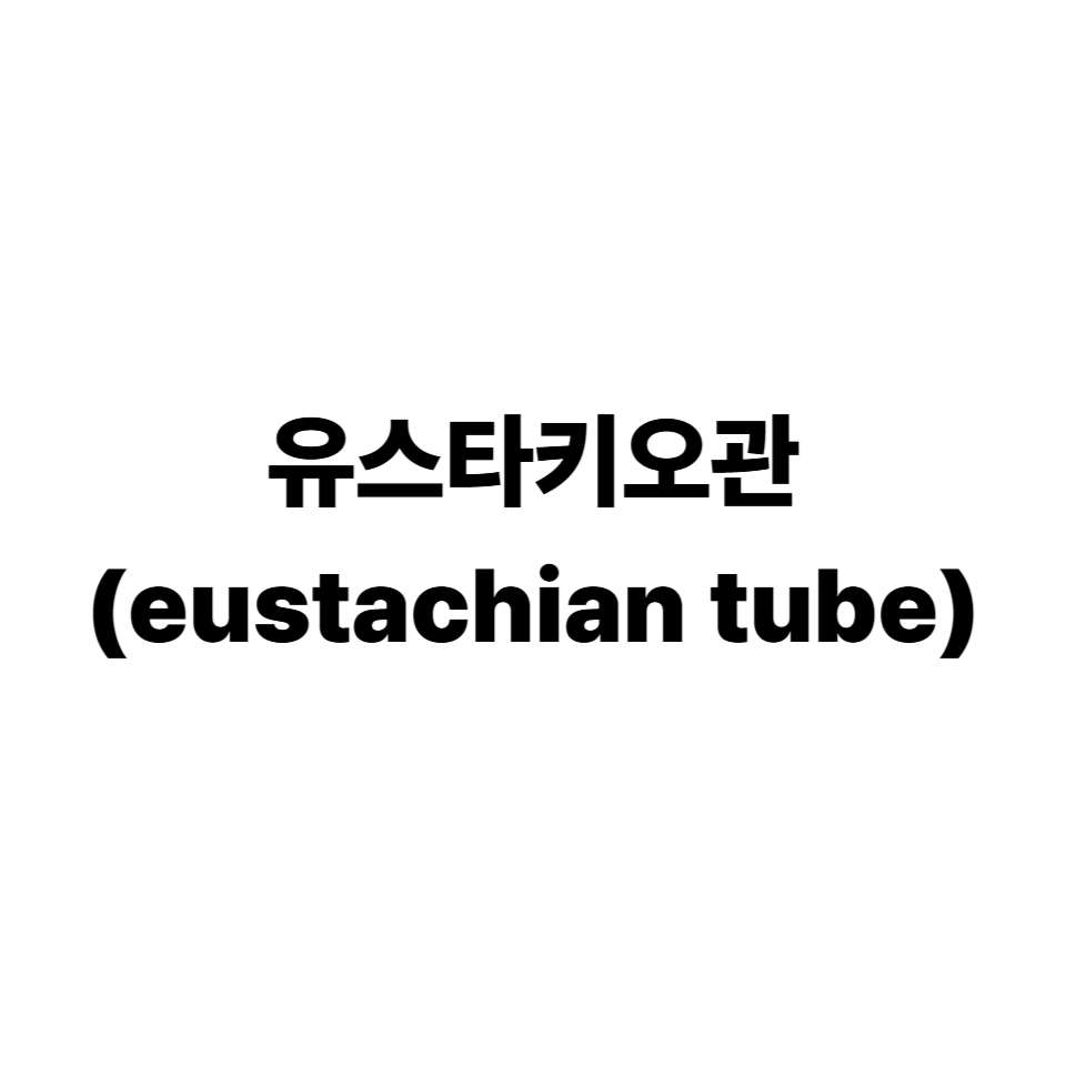유스타키오관