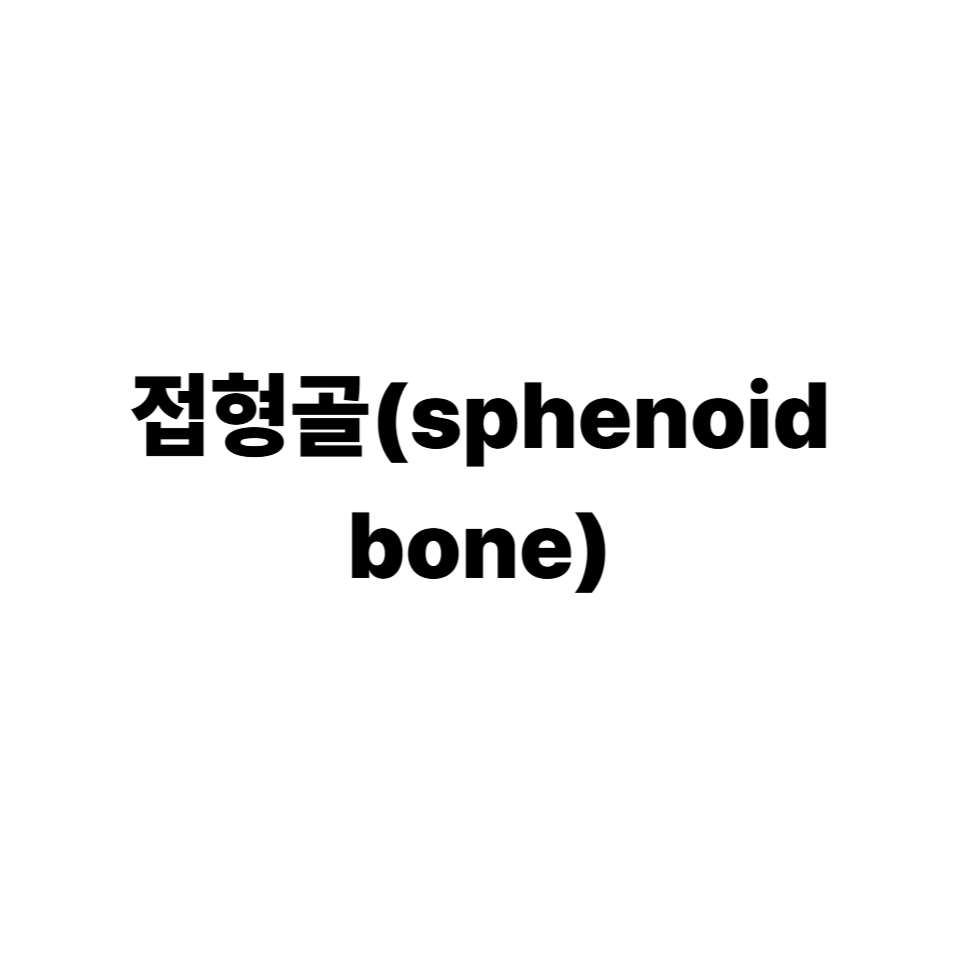 접형골