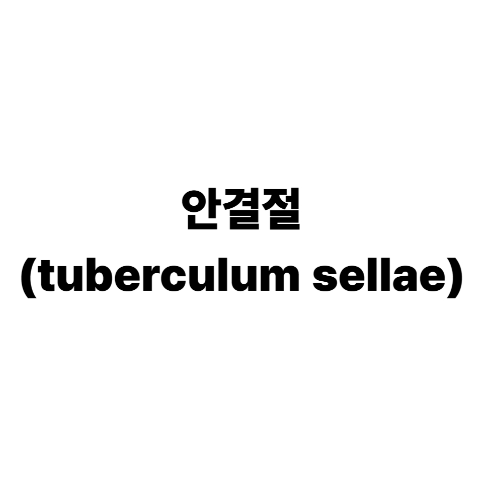 안결절