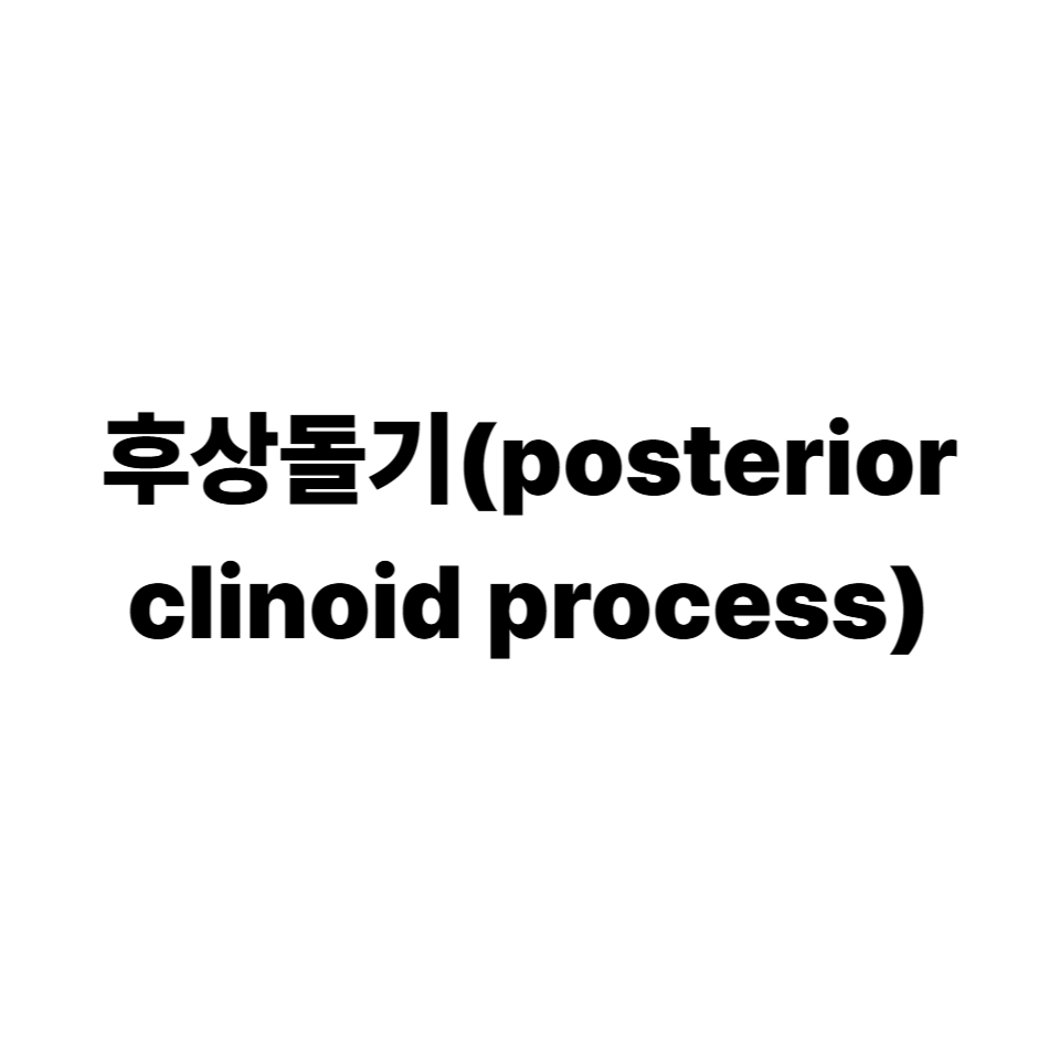 후상돌기
