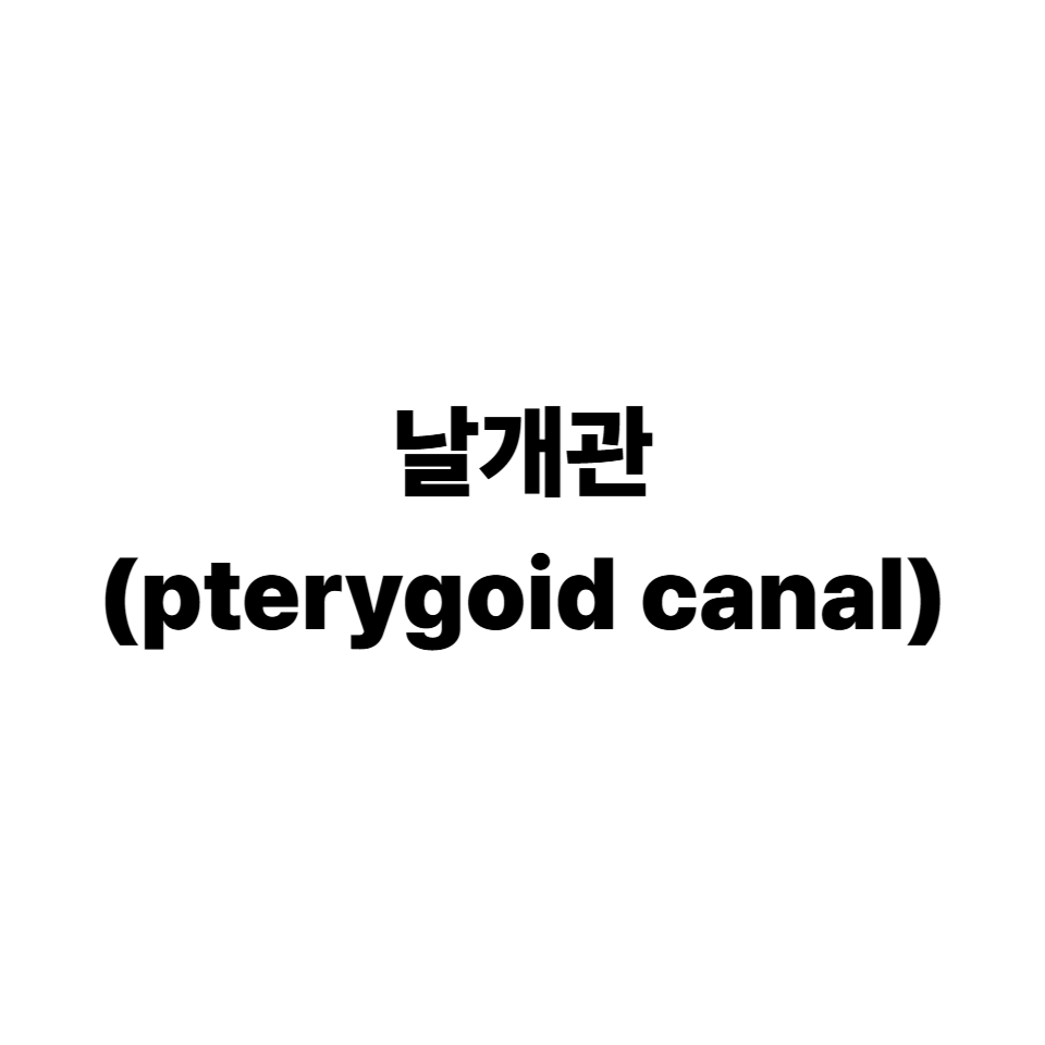 날개관