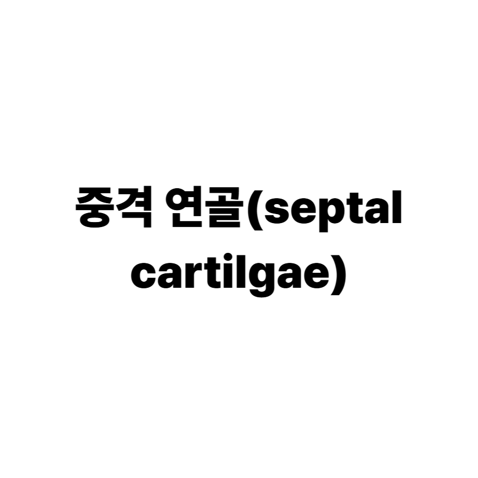 중격 연골