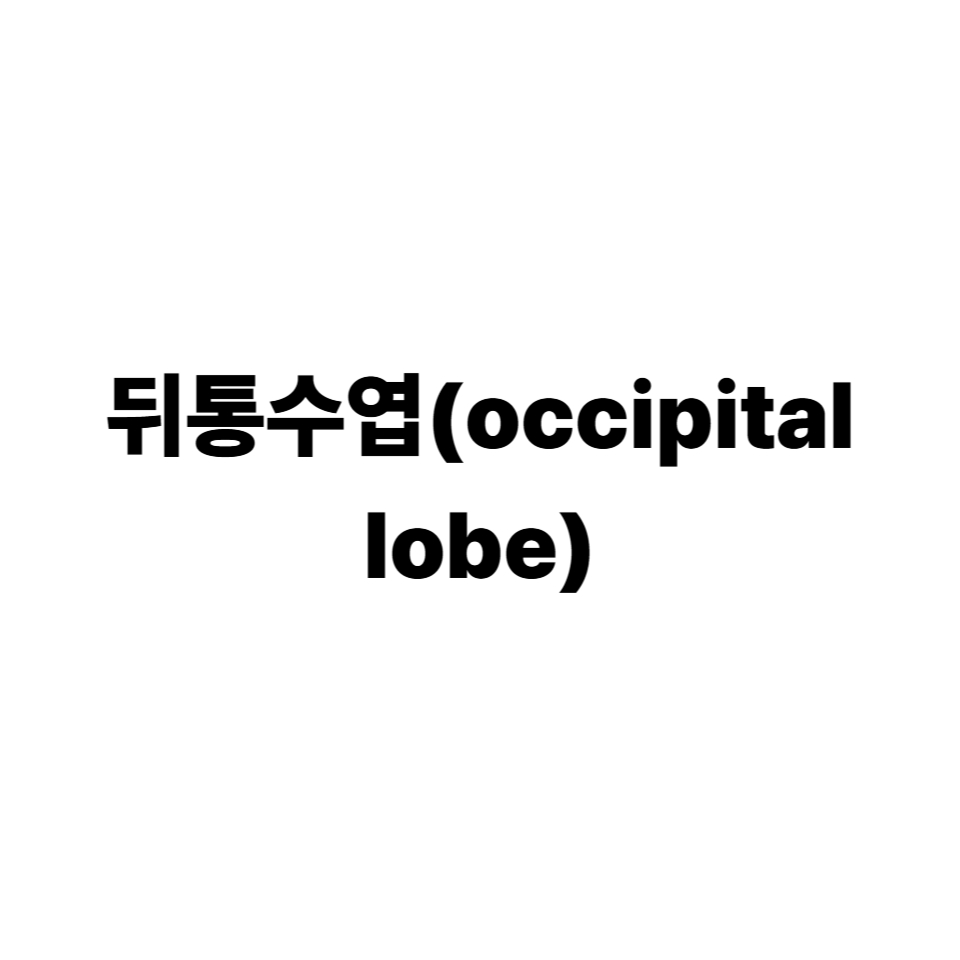 뒤통수엽