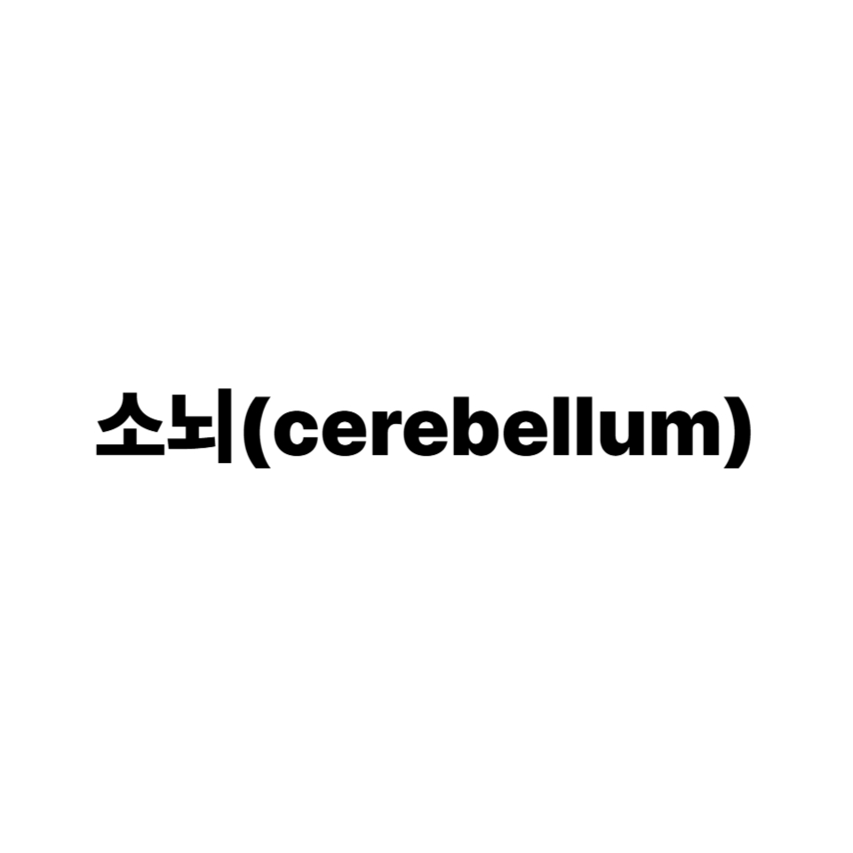 소뇌