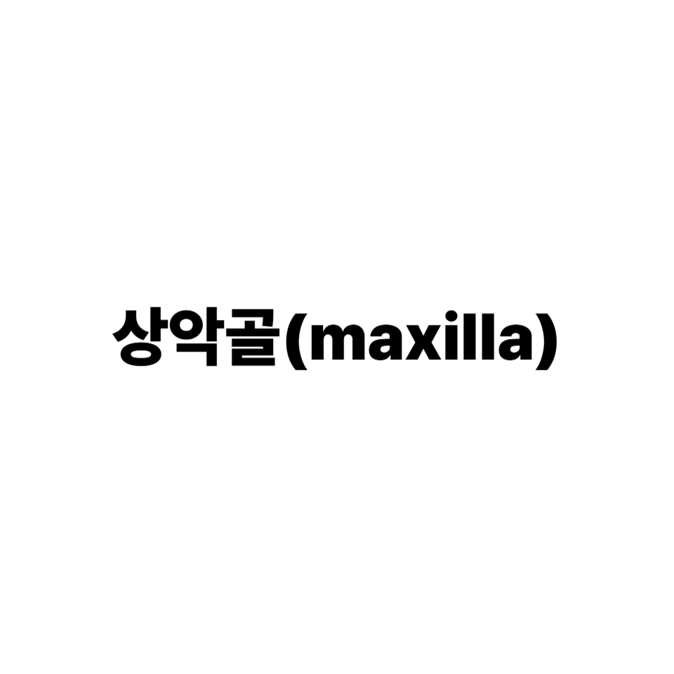 상악골(maxilla)