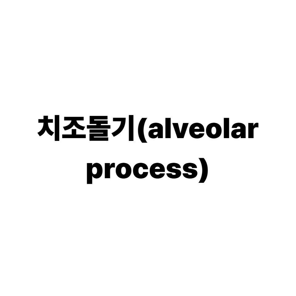 치조돌기
