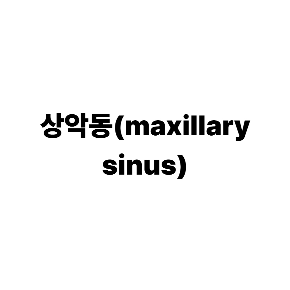 상악동