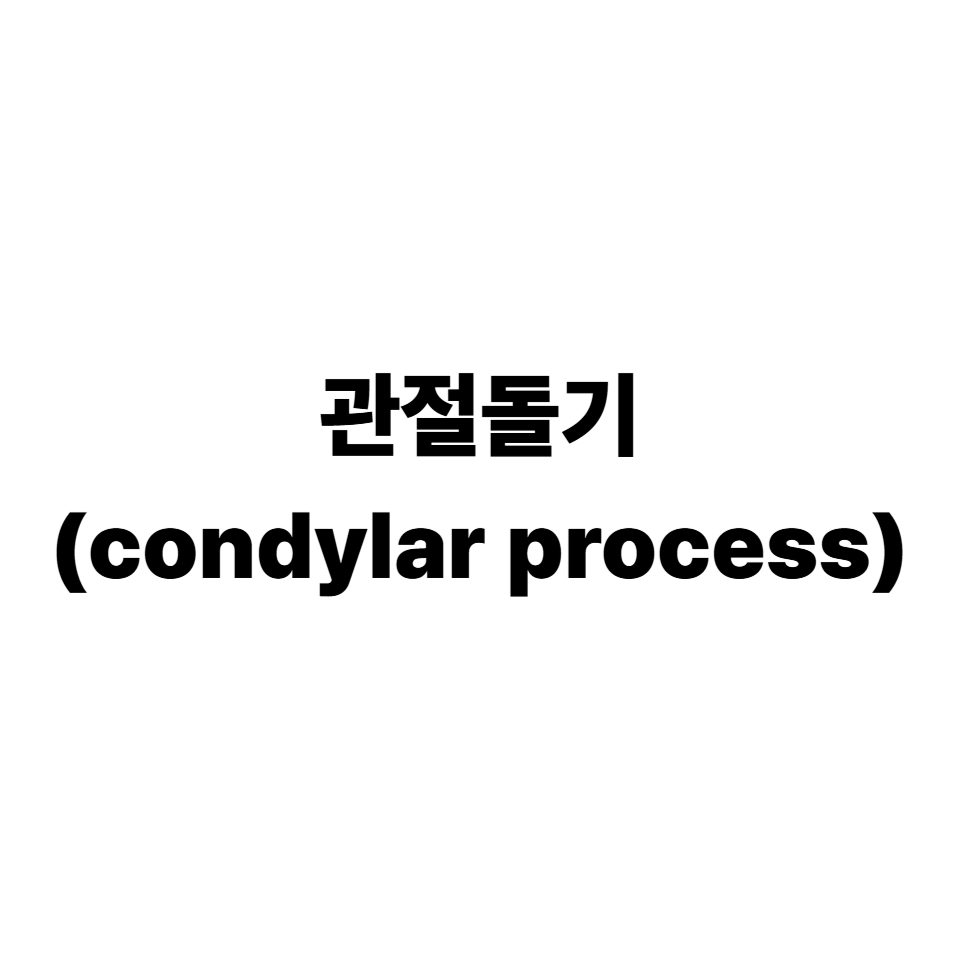 관절돌기
