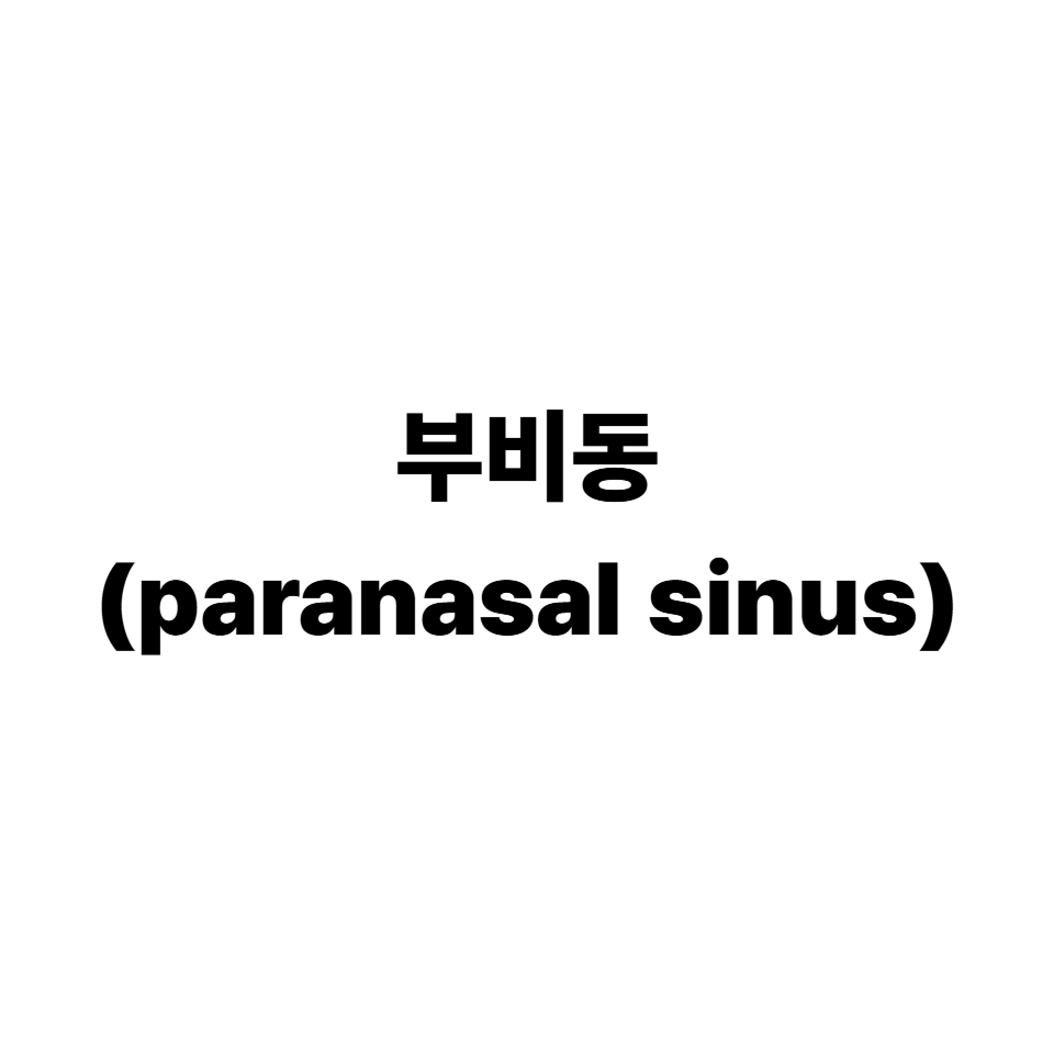 부비동