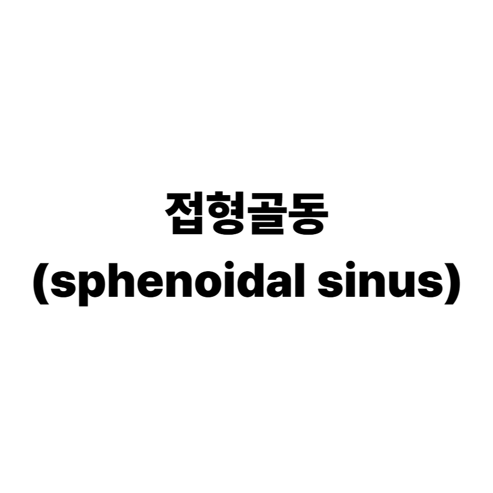 접형골동