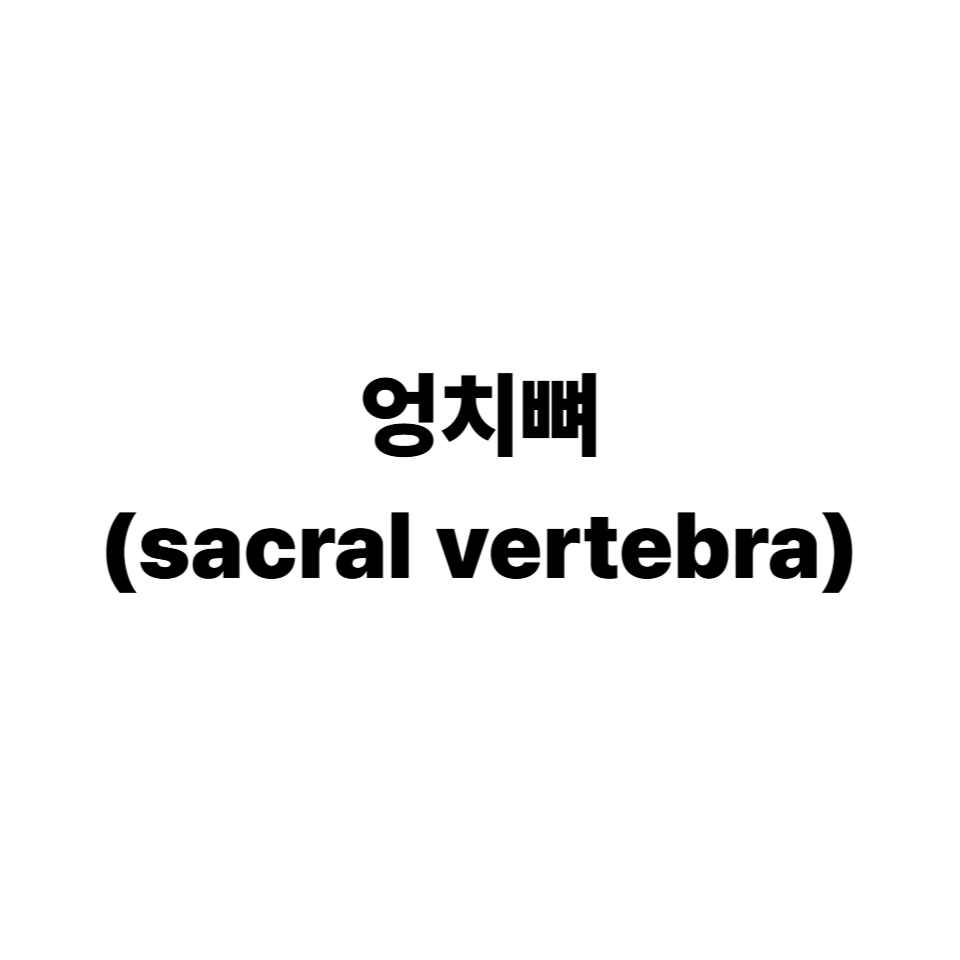 엉치뼈