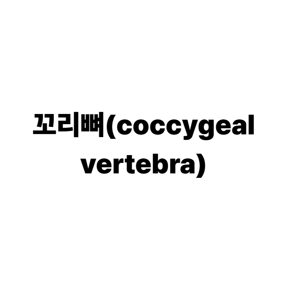 꼬리뼈