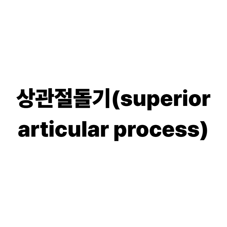 상관절돌기
