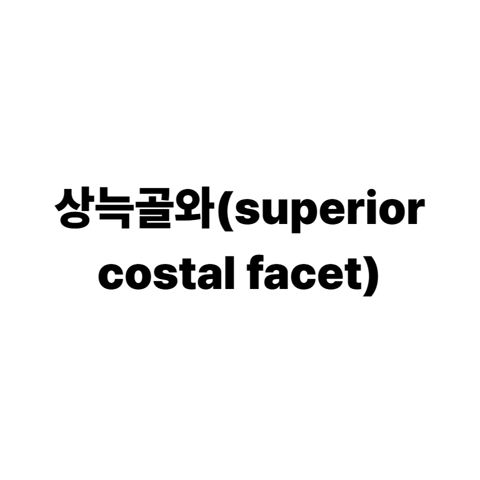 상늑골와