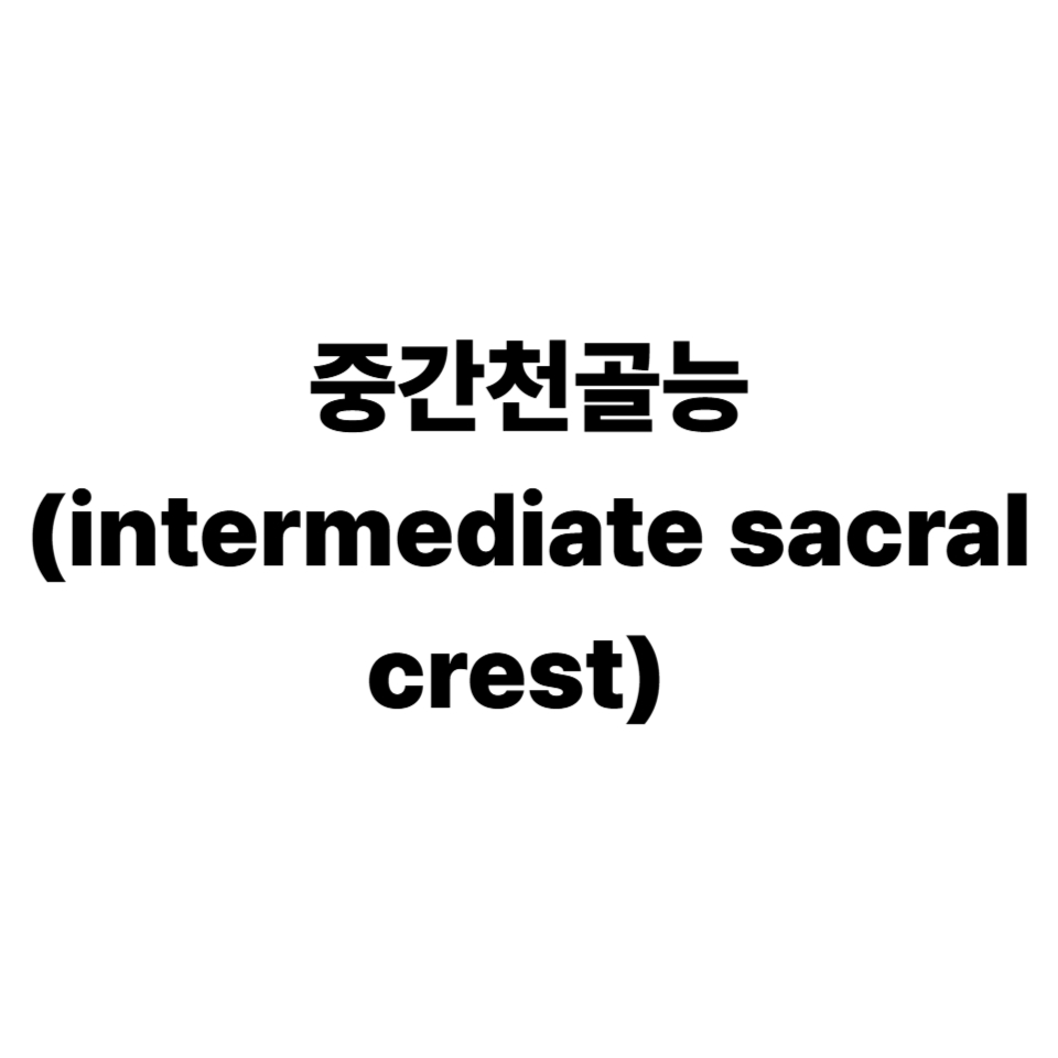 중간천골능