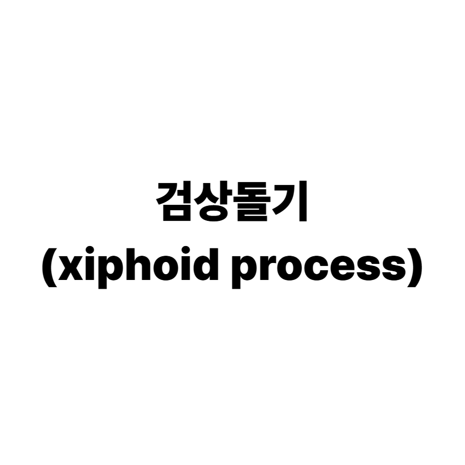 검상돌기