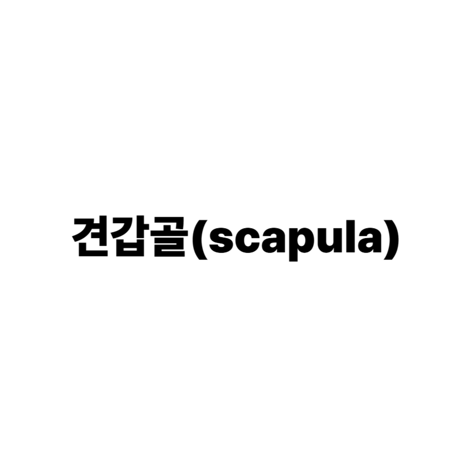 견갑골