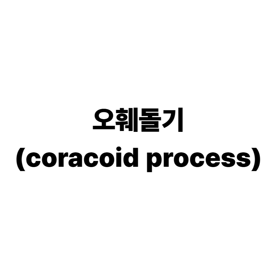 오훼돌기