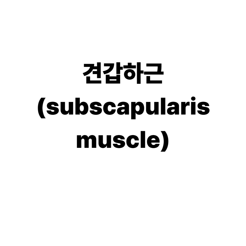 견갑하근