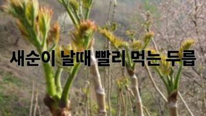 두릅