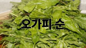 오가피 순