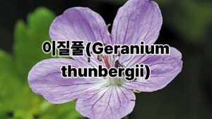 이질풀(Geranium thunbergii) 5 건강 블로그 썸네일 1