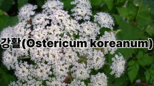 건강 블로그 썸네일 10