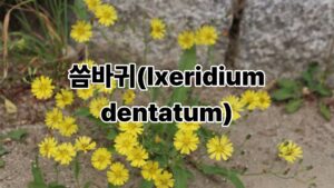씀바귀