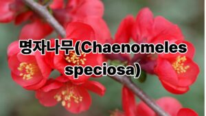 명자나무(Chaenomeles speciosa) 4 건강 블로그 썸네일 2