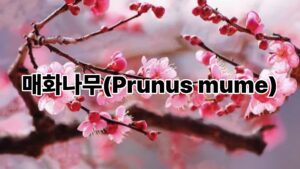 매화나무(Prunus mume) 6 건강 블로그 썸네일