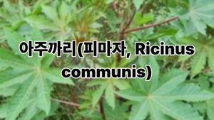 아주까리(피마자, Ricinus communis) 2 아주까리