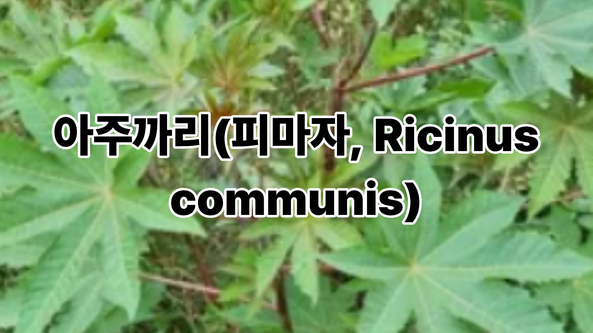 아주까리